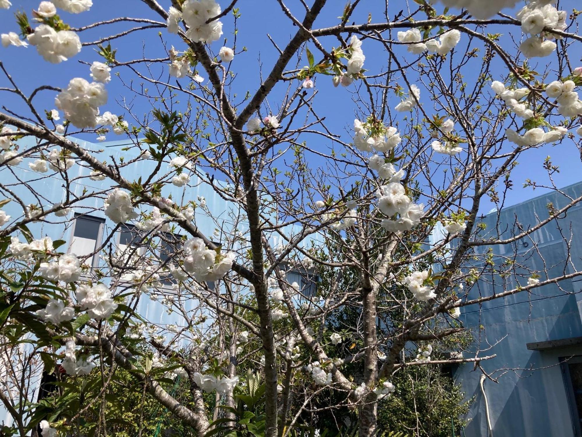 Narita Airport Samurai Hostel Kujukuri Екстериор снимка